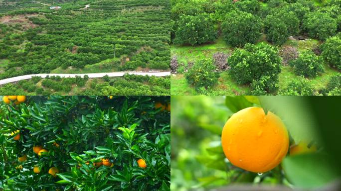 奉节脐橙宣传片航拍脐橙实拍