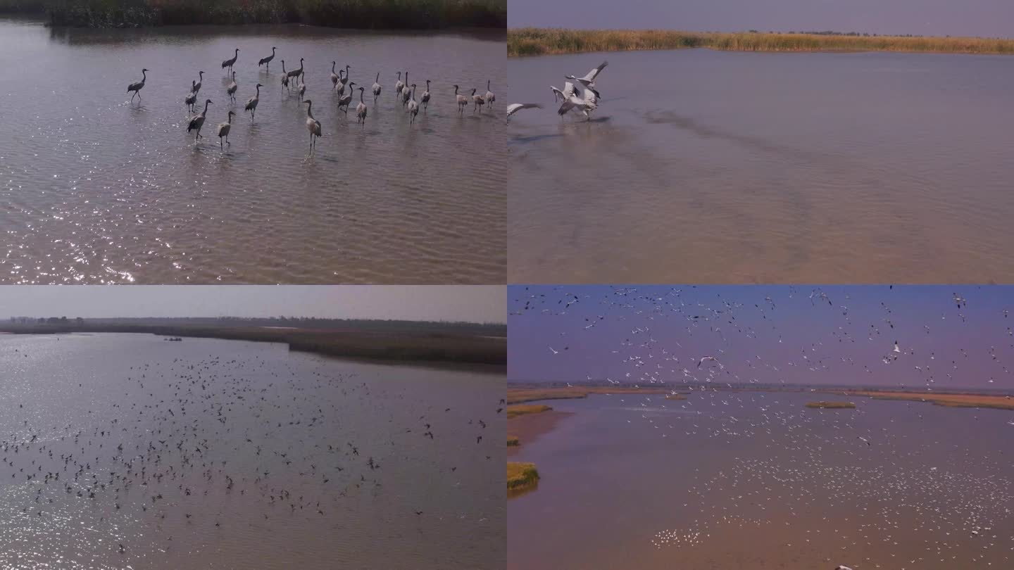 天津宁河七里海候鸟迁徙航拍含黑顶鹤