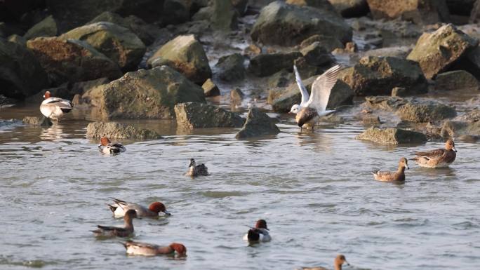 白眉鸭、赤颈鸭觅食、深圳湾的野鸭