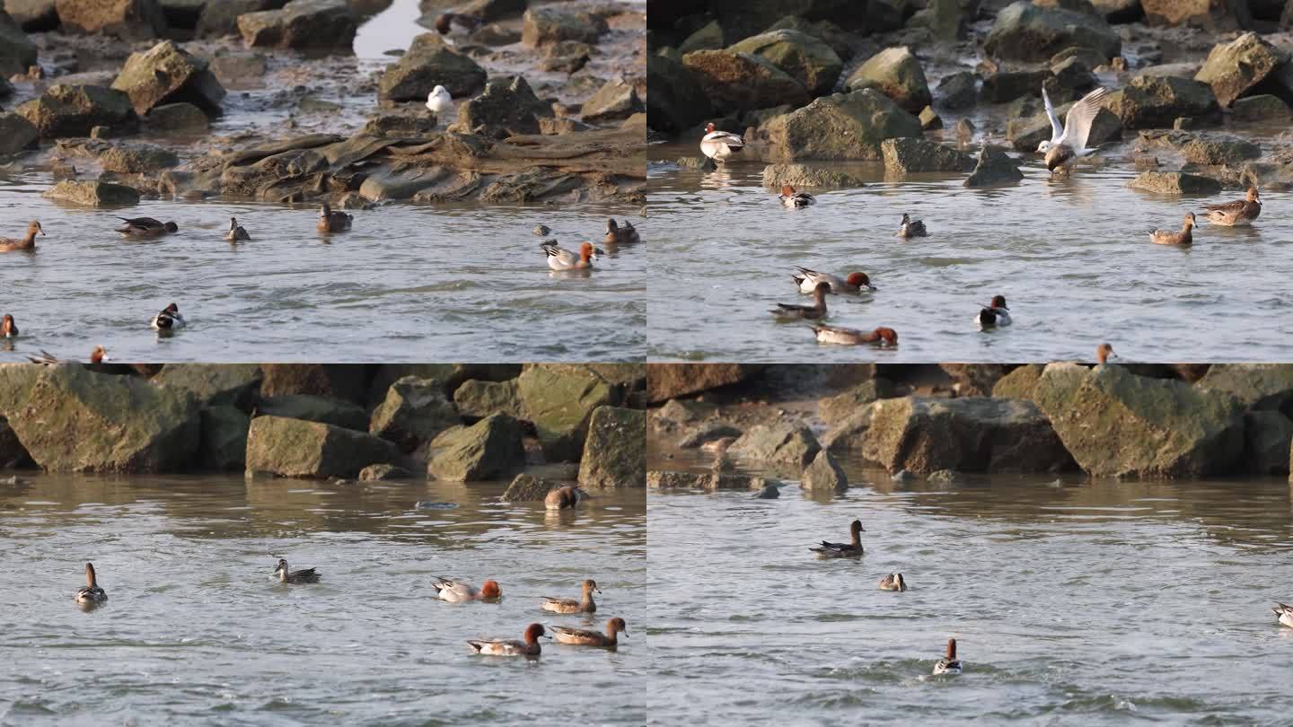 白眉鸭、赤颈鸭觅食、深圳湾的野鸭