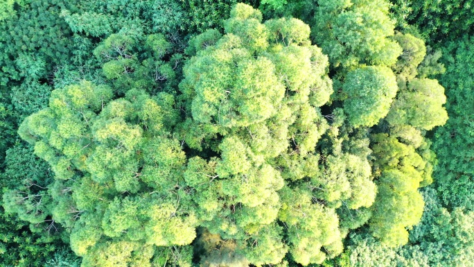 树林俯拍森林树木绿色植被自然原始生态环境