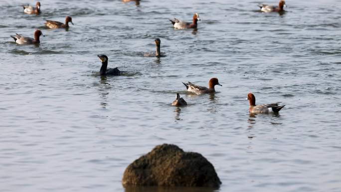 白眉鸭、赤颈鸭觅食、深圳湾的野鸭