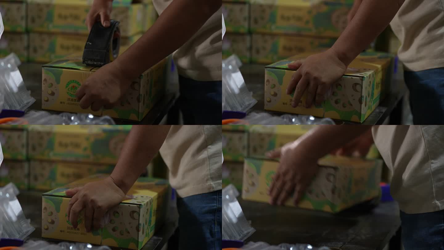 洪湖莲藕  摘藕  藕农 加工包装 电商