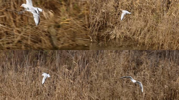 升格拍摄海边海鸥飞行捕食慢镜头