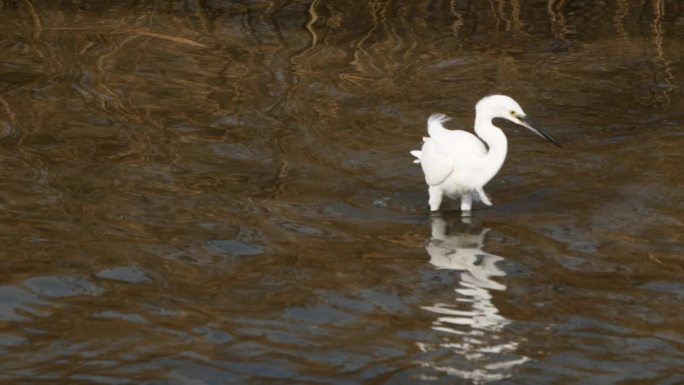 升格拍摄海边湿地里栖息的白鹭飞行捕食