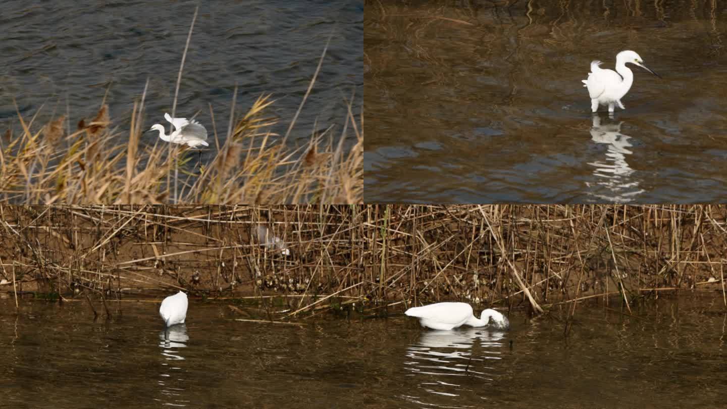 升格拍摄海边湿地里栖息的白鹭飞行捕食