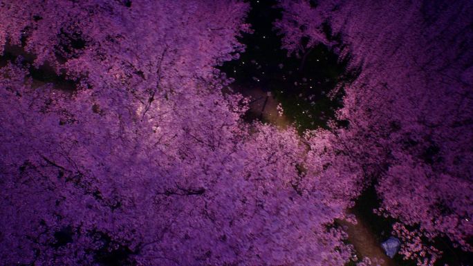 俯视唯美夜景樱花林
