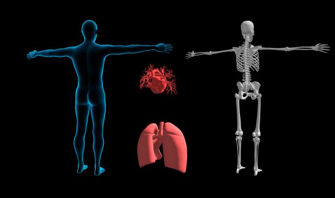 4k循环带通道 智慧医疗人体皮肤骨骼心脏
