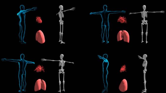 4k循环带通道 智慧医疗人体皮肤骨骼心脏