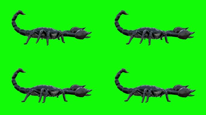 绿色屏幕上行走的蝎子。动物、野生动物、游戏、3d动画、短视频、电影、卡通、有机、色度键、人物动画、设