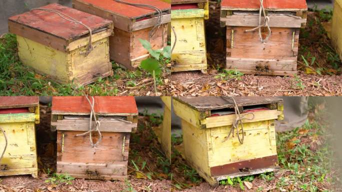 4k养蜂场的蜜蜂