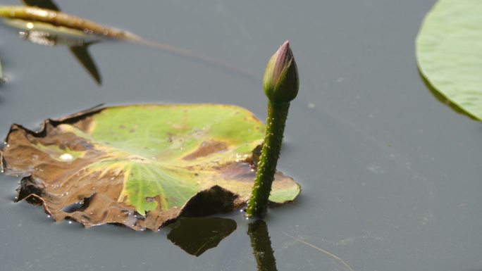 莲花（莲藕）实拍