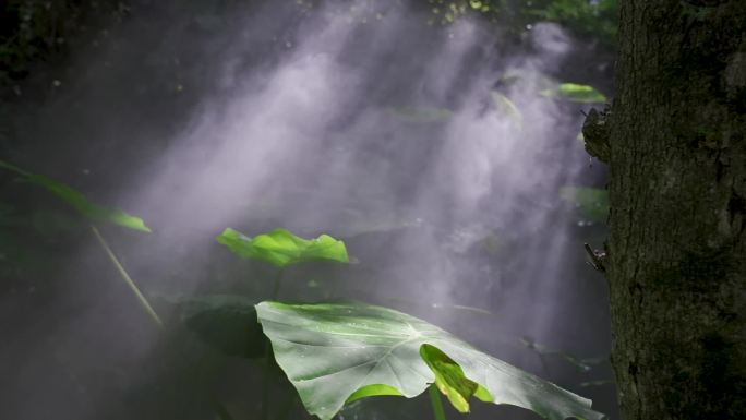 厦门植物园植物高清视频