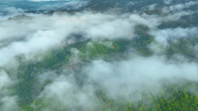 航拍茶山