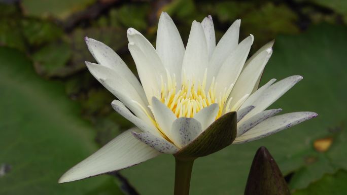 莲花水百合白冰清玉洁白莲花绿色生态荷花