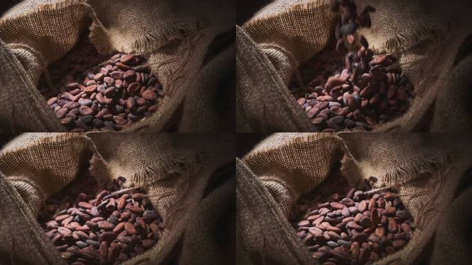 可可豆种植可可豆咖啡