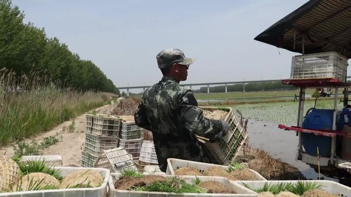 曹妃甸农民机械插秧水稻种植插秧机视频素材