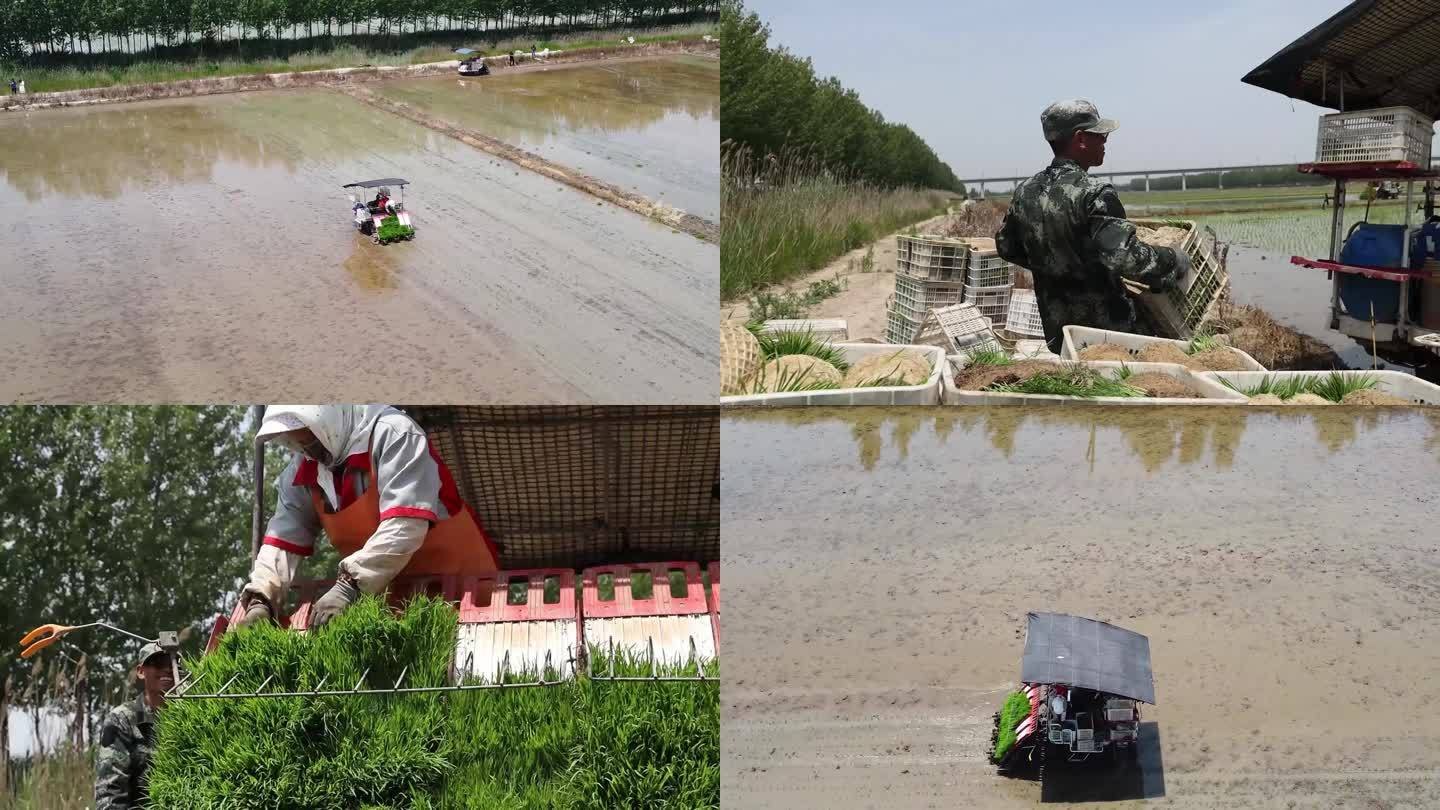 曹妃甸农民机械插秧水稻种植插秧机视频素材