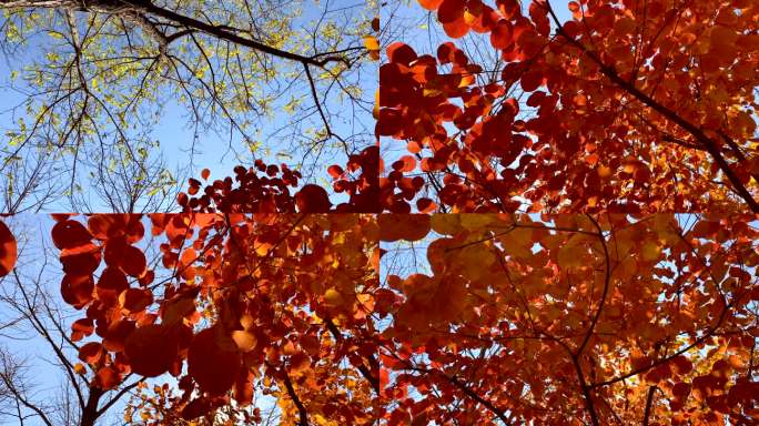 最美中国风景秋色红叶秋天景区景色观看蓝天