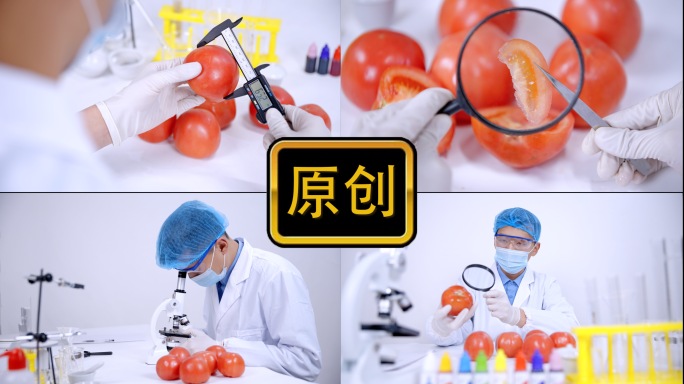 西红柿番茄种植研发农科院