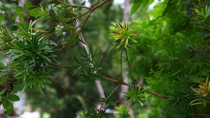 短叶罗汉松 罗汉松 树叶 植株