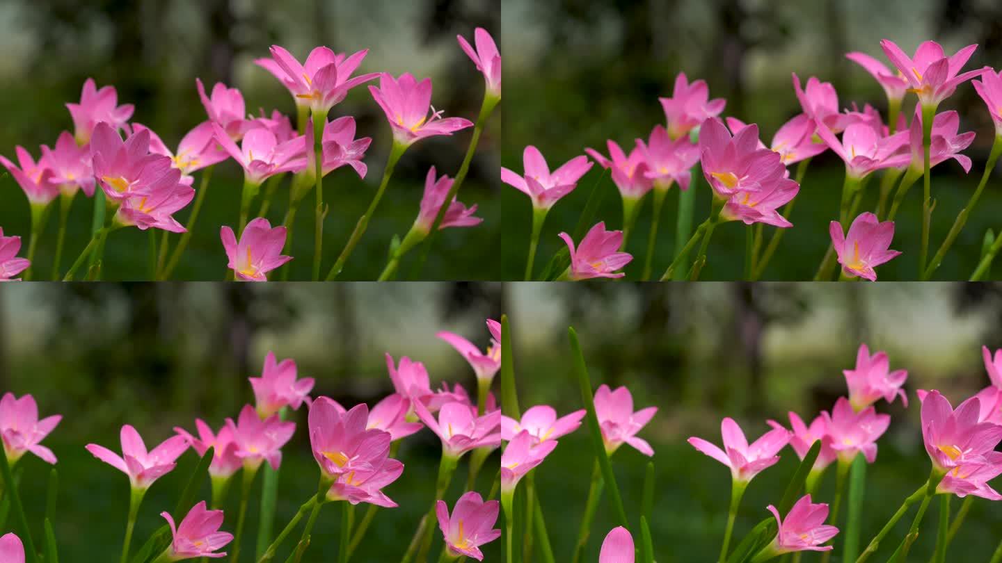 粉色西风花雨百合水仙花鲜花花朵