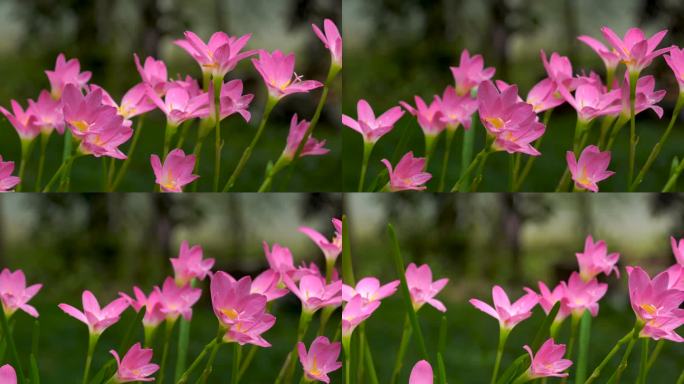 粉色西风花雨百合水仙花鲜花花朵