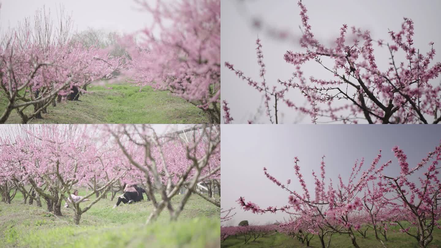 桃花林桃花盛开