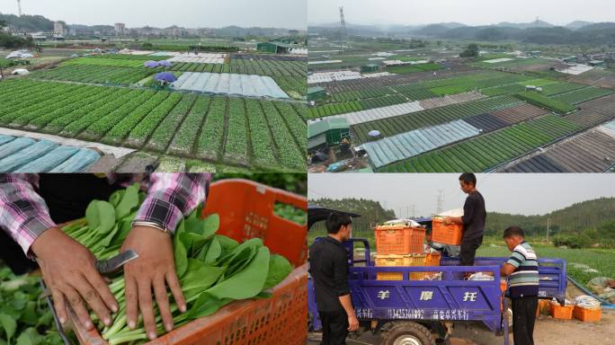 菜心基地菜场摘菜卖菜