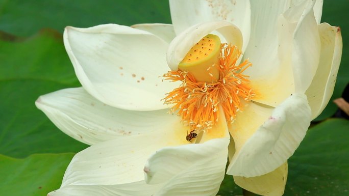 莲花中的蜜蜂白莲花瓣蜜蜂采蜜花粉授粉