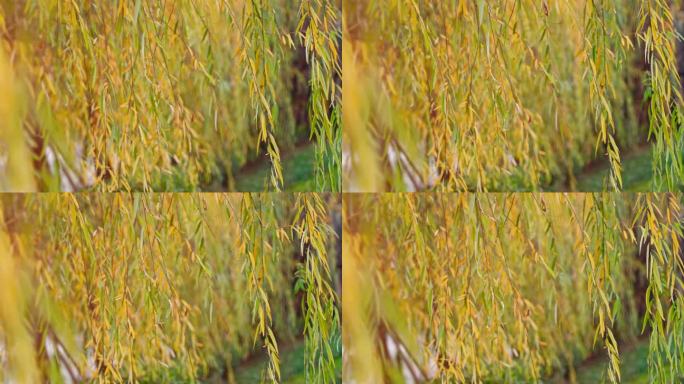 【4K】秋日金黄柳树树叶飘动