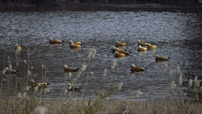 大风-河边来了一群赤麻鸭（2）