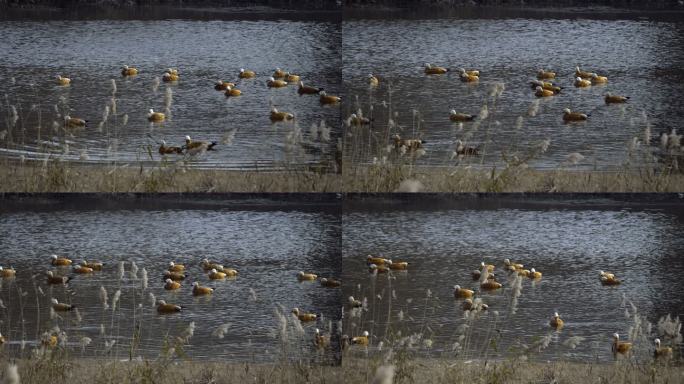 大风-河边来了一群赤麻鸭（2）