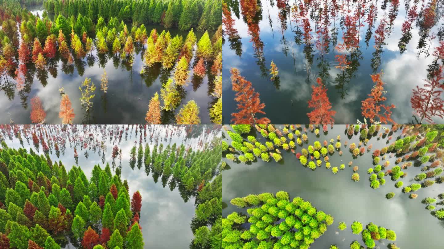 云南昆明水杉林甸尾村 昆明周边 云南旅游