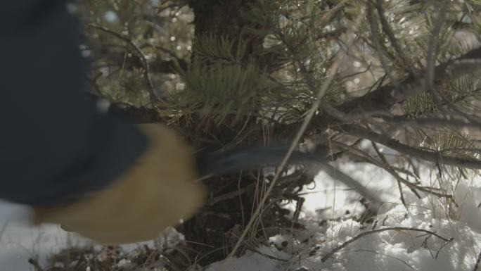 手持特写镜头：锯子在山上砍倒一棵圣诞树