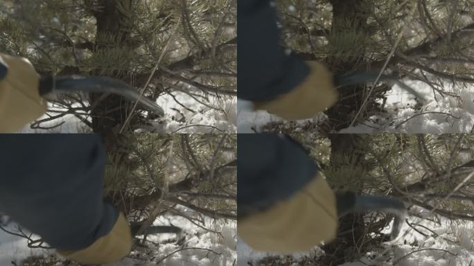 手持特写镜头：锯子在山上砍倒一棵圣诞树