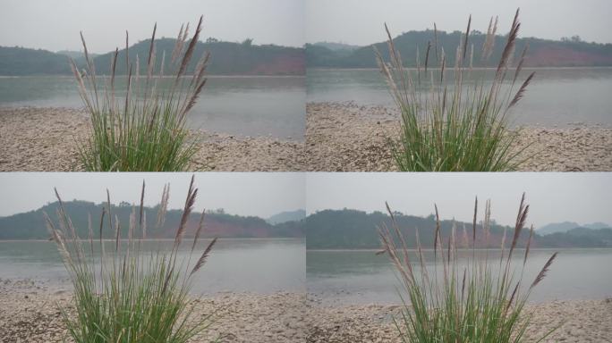 江边的芦苇1（4K）