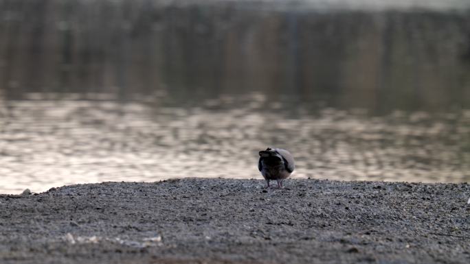 斑鸠在泥地上散步