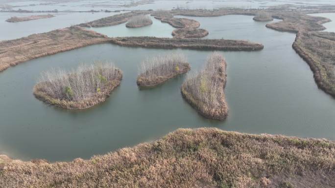 江苏淮安：白马湖生态湿地候鸟欢