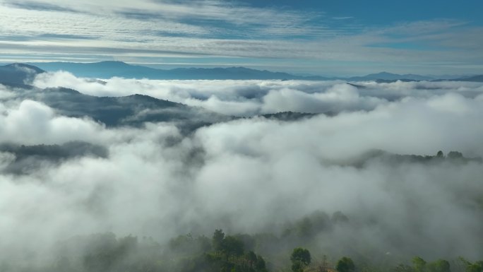 航拍茶山