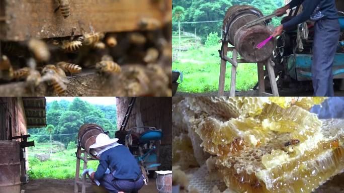 原始森林蜂蜜采蜜