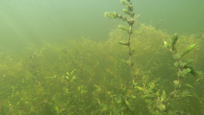 水下伏尔加河水底水草