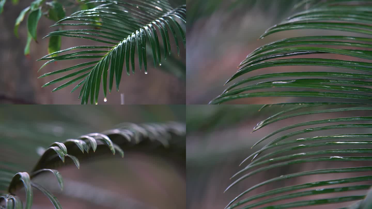 【合集】慢镜头雨点滴落在苏铁上意境禅意