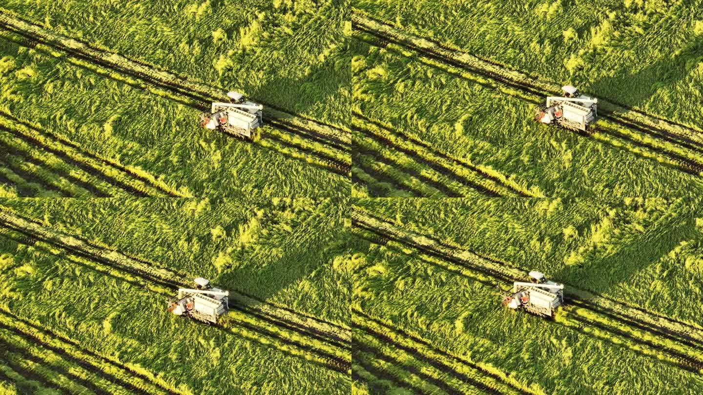生态农业收割机稻田光影航拍