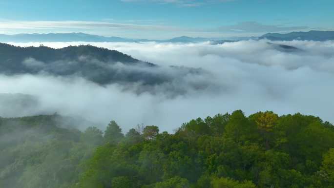 航拍茶山