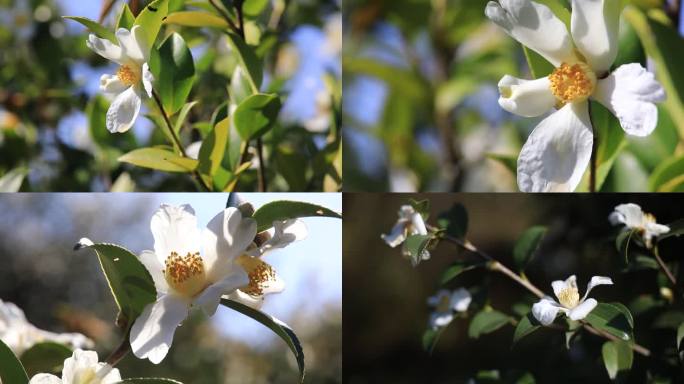 油茶花