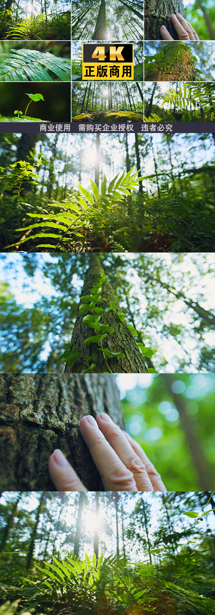 树植物阳光树林大自然树木护林树叶植物希望