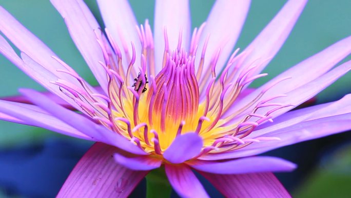 莲花中的蜜蜂昆虫、动物天线、单花、
