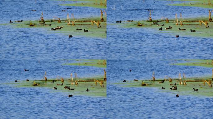 池塘里一群黑水鸡