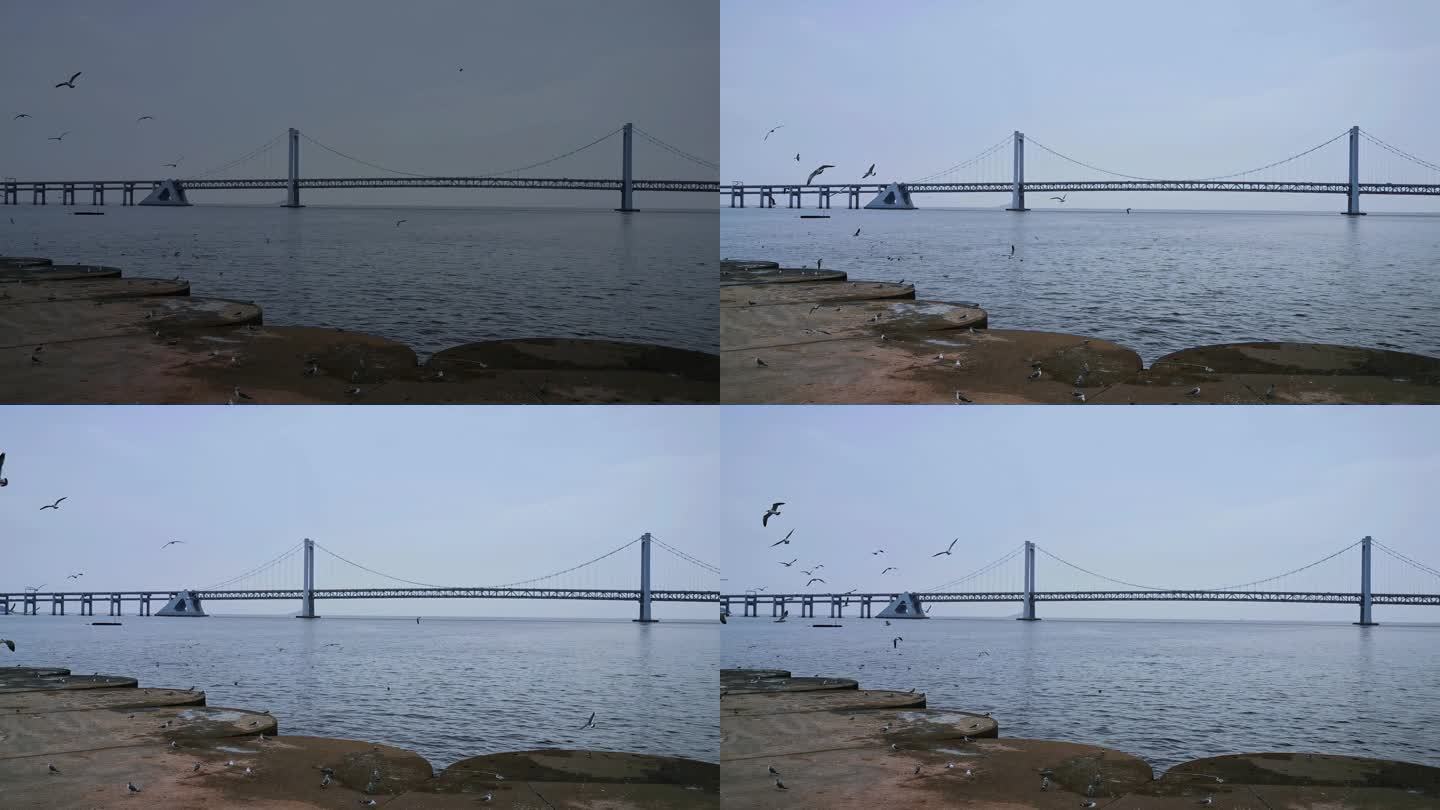 视频素材.海堤、跨海大桥和飞翔的海鸥